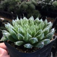 ハオルチア,ハオルチア ルリ,多肉植物,ハオルチア属,ハオルシア属     の画像