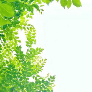 シマトネリコ,ガーデニング,庭木,葉っぱ,シンボルツリーの画像