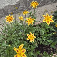 ビデンス,ブーゲンビリア,ブーゲンビリア,花のある暮らし,お花は癒しの画像