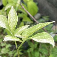 エルダーフラワー,エルダーフラワー,ハーブ,鉢植え,北陸頑張って♡♡♡の画像