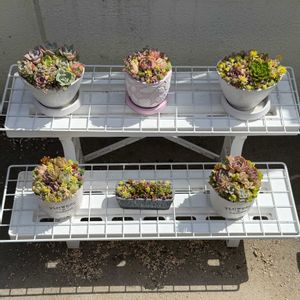多肉植物,寄植えの画像