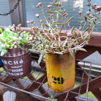 クーペリー,多肉棚,暴れ多肉,開花待ち,お庭開発中の画像