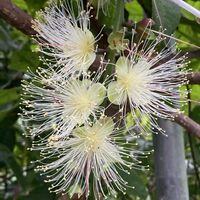 サガリバナ,実生,南国植物,下垂花！,小さな庭の画像