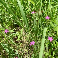 ニンジン,とうもろこし,ノハラナデシコ,クリ　ぽろたん,家庭菜園の画像