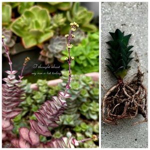 星の王子,ビスコーサ,多肉植物,クラッスラ属,ハオルチア属の画像