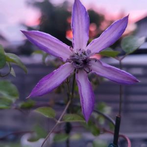 クレマチス,クレマチス　アストラノヴァ,クレマチス　アストラノヴァ,紫の花,レア植物の画像