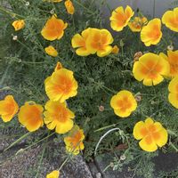 ハナビシソウ,カルフォルニアポピー,ハナビシソウ（花菱草）,北海道,積丹半島の画像