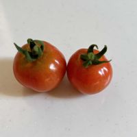 ミニトマト,ミニトマト プチぷよ,プランター菜園の画像