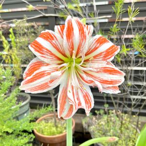 うちの花ちゃん♡,うっとり〜♡,車庫の画像