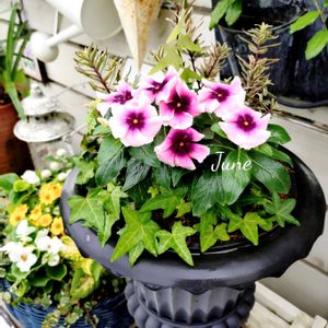 ニチニチソウ,寄せ植え,可愛い,庭の花,癒しの画像