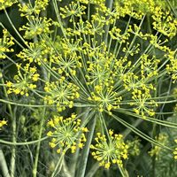 ディル,ディルの花,家庭菜園の画像