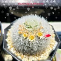 サボテン,アガボイデス,アザラシ,アドロミスクス　クーペリー,E.チャールストンの画像