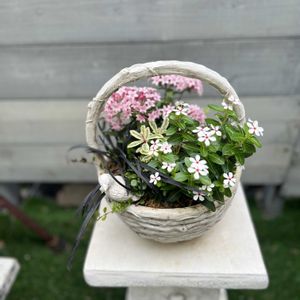 ペンタス アップルブロッサム,ニチニチソウ　夏花火　ホワイトレッドアイ,寄せ植え,ガーデニング,今日の一枚の画像