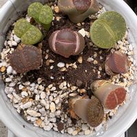 リトープス,多肉植物,リトープス脱皮の画像