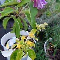 オレガノ,コンロンカ,ブルースター,花のある暮らし,育てる喜びの画像