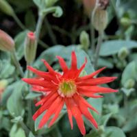 シレネ,シレネジャクフラッシュ,大好きなお花♡,季節を楽しむ,可愛らしいお花の画像