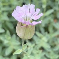 シレネ,ありがとう♡,放ったらかし隊,めんこ〜い(｡•ᴗ•｡)♡,人に優しくの画像