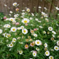 エリゲロン,グランドカバー,花のある暮らし,花のある生活,GS映えの画像
