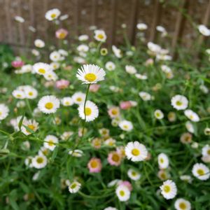 エリゲロン,グランドカバー,花のある暮らし,花のある生活,GS映えの画像
