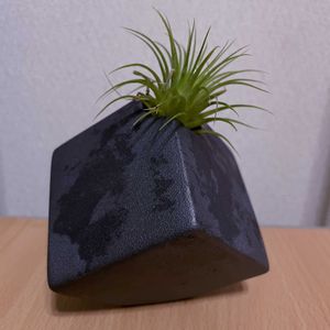 チランジア,エアプランツ,一輪挿し,iPhone撮影,asingleflowervaseの画像