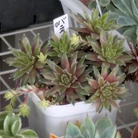 多肉植物,葉挿し,多肉寄せ植え,実生苗,葉挿しっ子の画像