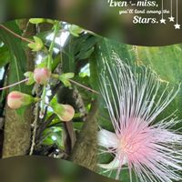 サガリバナ,サガリバナ,サガリバナの蕾,サガリバナの花,サガリバナの花の画像