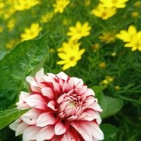 ビオラ,ビオラ,イトバハルシャギク,イトバハルシャギク,松葉ボタンの画像