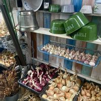 玉ねぎ,玉ねぎ,ニンニク,マイガーデン,小屋の画像