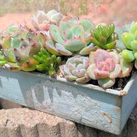 エケベリア,虹の玉,にじのたま,シャングリラ,多肉植物の画像