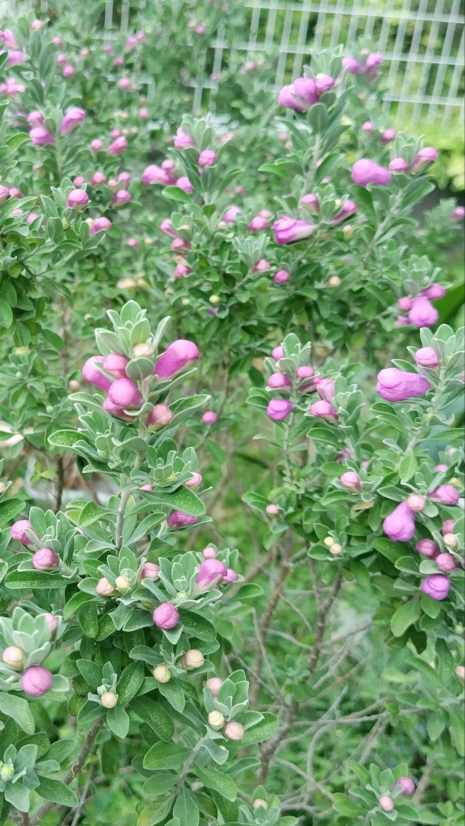 レウコフィルムの育て方と剪定｜鉢植え・地植え・冬の管理方法