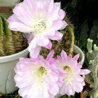 サボテン,お花の画像