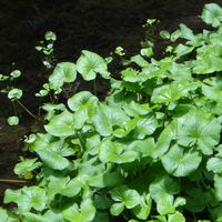 ワサビ,山野草の画像
