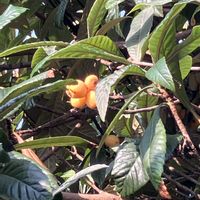 ケヤキ,ケヤキ,ビワ,ビワ,ビワの画像