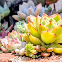 エケベリア,だるま秀麗,斑入りタイトゴメ,多肉植物,多肉植物寄せ植えの画像