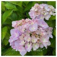 ブドウ,紫陽花 ラ・ベッラ,紫陽花 アジサイ あじさい,花のある暮らし,咲いてくれてありがとう❤の画像
