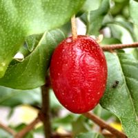 ビックリグミ,バーベナ,びっくりグミ,癒し,びっくりグミの実の画像
