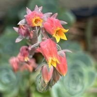 セダム,エケベリア,朧月,朧月,白牡丹の画像