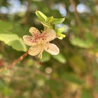 ツツジ,バイカツツジ,樹木の花,丘陵地の画像