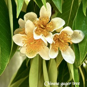ムラサキシキブ,イジュ,アメリカキササゲ,クリ,山野草の画像