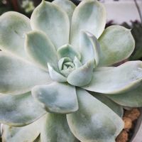花うらら,エケベリア 桃太郎,エケベリア属,植中毒,GSに感謝。の画像