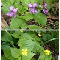 オオバキスミレ,ミズバショウ,高山植物,サラサドウダン,マイヅルソウの画像