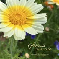 シュンギク,キクナ,一年草,キク科,花のある暮らしの画像