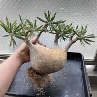 グラキリス,多肉植物,植え替え,塊根植物,ベランダーの画像