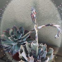 エケベリア,エケベリア,シャビアナ,エケベリア ロジーフリルズ,多肉植物の画像
