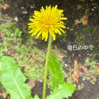 タンポポ,花のある暮らしの画像