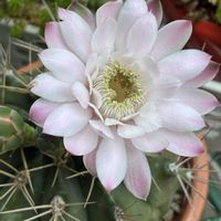サボテン,スマホ撮影加工なし,花の15年組の画像