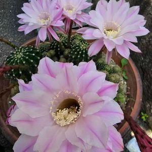サボテン,多肉植物,花のある暮らし,放置栽培,お出掛けの画像