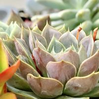エケベリア,多肉植物,GSのみなさんに感謝♡,今日のお花,エケベリア女子の画像