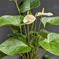 アンスリウム,観葉植物,株分け,植物のある暮らし,botanical lifeの画像