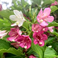 ウツギ,ニシキウツギ,ニシキウツギ,ピンクの花,森林浴の画像